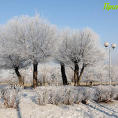 Утренняя изморозь. А вы сегодня изумились?(ФОТО)