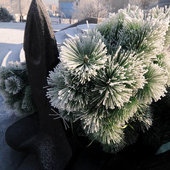 Утренняя изморозь. А вы сегодня изумились?(ФОТО)