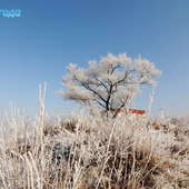 Утренняя изморозь. А вы сегодня изумились?(ФОТО)