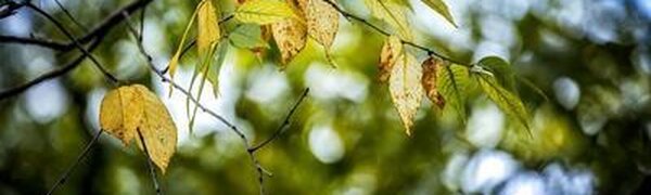 На выходных жители и гости Приморья почувствуют дыхание осени