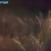 Природа Приморья. Летними дорогами