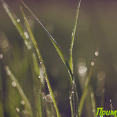 Природа Приморья. Летними дорогами