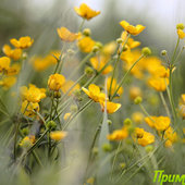 Природа Приморья. Летними дорогами