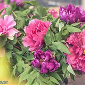Поднимаем настроение: Пионы