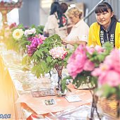 Поднимаем настроение: Пионы
