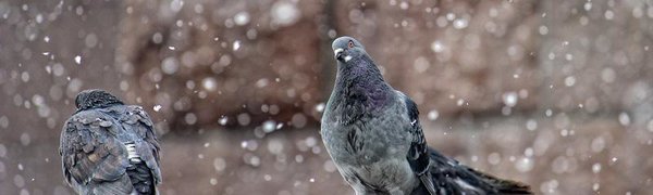 В воскресенье в Приморье ожидается снег с дождём