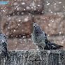 В воскресенье в Приморье ожидается снег с дождём