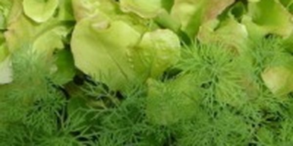 НАСА испытывает новую космическую оранжерею