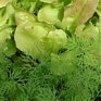 НАСА испытывает новую космическую оранжерею