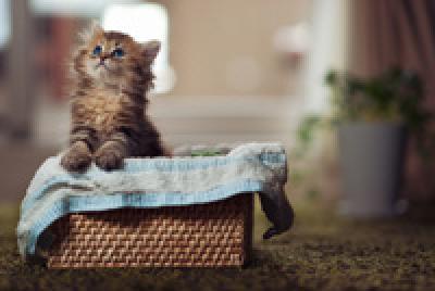 Фотосессия котенка