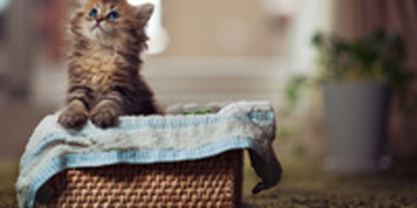 Фотосессия котенка