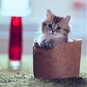 Фотосессия котенка