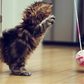 Фотосессия котенка