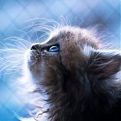 Фотосессия котенка