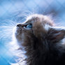 Фотосессия котенка
