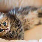 Фотосессия котенка