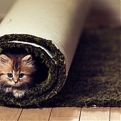 Фотосессия котенка