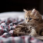 Фотосессия котенка