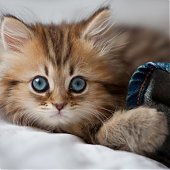 Фотосессия котенка