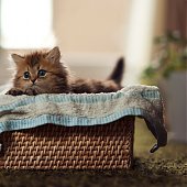 Фотосессия котенка