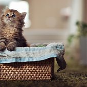 Фотосессия котенка