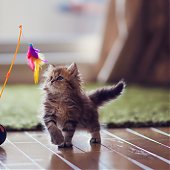 Фотосессия котенка