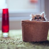 Фотосессия котенка