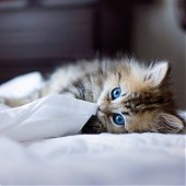 Фотосессия котенка