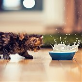 Фотосессия котенка