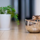 Фотосессия котенка