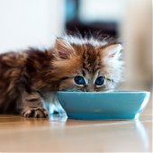 Фотосессия котенка