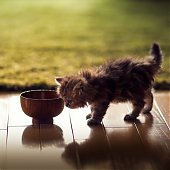 Фотосессия котенка
