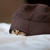 Фотосессия котенка