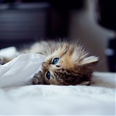 Фотосессия котенка