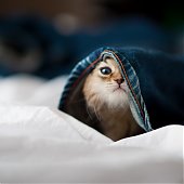 Фотосессия котенка