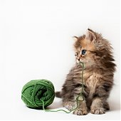 Фотосессия котенка