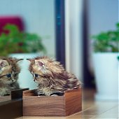 Фотосессия котенка