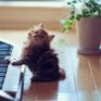 Фотосессия котенка