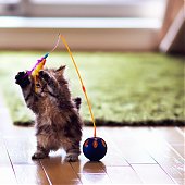 Фотосессия котенка
