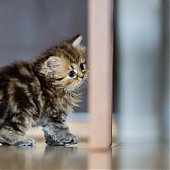 Фотосессия котенка
