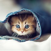 Фотосессия котенка
