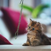 Фотосессия котенка