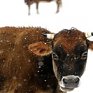 Защитники животных заклеймят себя каленым железом