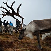 Одомашненные олени в Великобритании