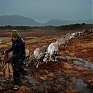Одомашненные олени в Великобритании