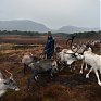 Одомашненные олени в Великобритании