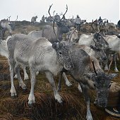 Одомашненные олени в Великобритании