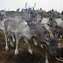 Одомашненные олени в Великобритании