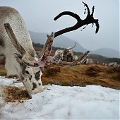 Одомашненные олени в Великобритании