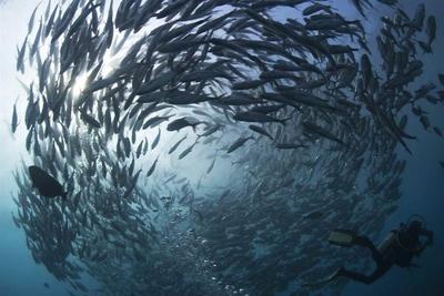 Численность морских обитателей сократилась вдвое за последние 45 лет
